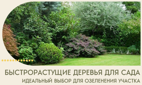 Быстрорастущие деревья для сада идеальный выбор в Дзержинске