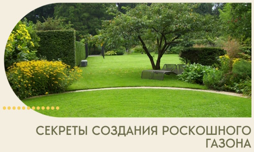 Секреты создания роскошного газона в Дзержинске